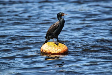 Double-crested Cormorant sitting on a rock on a bright spring day at Dows Lake at the Dominion Arboretum Gardens in Ottawa,Ontario,Canada