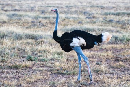 Magnífico avestruz somalí macho, en peligro de extinción y nativo del norte de Kenia a la luz de la noche en la Reserva Buffalo Springs en el condado de Samburu, Kenia