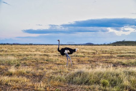 A lone endangered male Somali Ostrich,native to North Kenya roams the vast dry grass plains of the Samburu reserve while a grants gazelle rests at the Buffalo Springs Reserve in Samburu County, Kenya