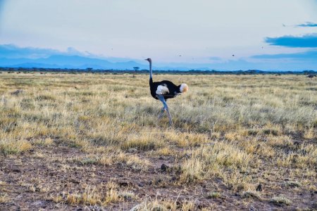 Vista panorámica de un solitario avestruz macho somalí en peligro de extinción que se mueve a través de los vastos pastizales de samburu por la noche en la Reserva Buffalo Springs en el Condado de Samburu, Kenia