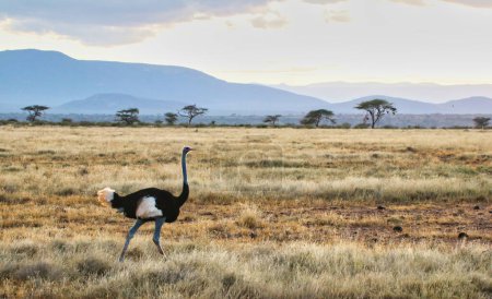Una escena de la tarde suave de un avestruz somalí solitario nativo del norte de Kenia y en peligro de extinción, en busca de su pareja en la Reserva Buffalo Springs en el condado de Samburu, Kenia