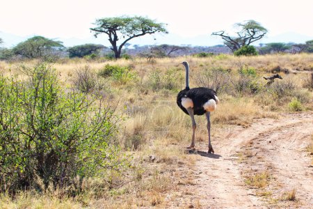 Ein einsamer männlicher somalischer Strauß, der im Norden Kenias beheimatet und vom Aussterben bedroht ist, kann Geschwindigkeiten von bis zu 70 km / h erreichen, wie hier bei seiner Wanderung durch den trockenen Busch des Buffalo Springs Reserve im Samburu County, Kenia