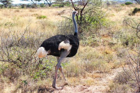 Un avestruz somalí macho solitario, nativo del norte de Kenia y en peligro de extinción, puede alcanzar velocidades de hasta 70 mph vistas aquí en los senderos de juego en la Reserva Buffalo Springs en el condado de Samburu, Kenia