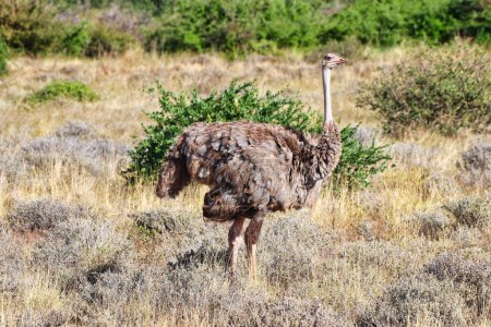 Magnificent Female Somali Ostrich with glorious plumage in shades of brown looks around for its mate at the Buffalo Springs Reserve in Samburu County, Kenya