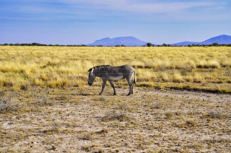 An endangered and rare Grevy's Zebra grazes in the dry short grass savanna plains with rolling hills in the distance at the Buffalo Springs Reserve in Samburu County, Kenya