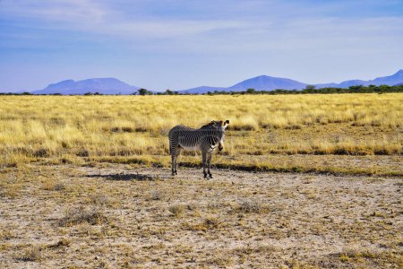 Un Zèbre de Grevy rare et en voie de disparition contemple les visiteurs dans les plaines herbeuses sèches de savane avec des collines vallonnées au loin à la réserve de Buffalo Springs dans le comté de Samburu, Kenya