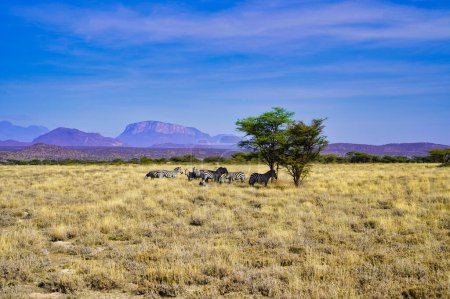 Foto de Una manada de cebras de Grevy en peligro de extinción toman sombra del sol en las vastas llanuras de sabana con el Monte Ololokwe en la lejana distancia en la Reserva Buffalo Springs en el Condado de Samburu, Kenia - Imagen libre de derechos