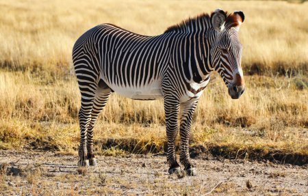 Close up of a beautiful, rare and endangered Grevy's Zebra with characteristic stripes at the Buffalo Springs Reserve in Samburu County, Kenya