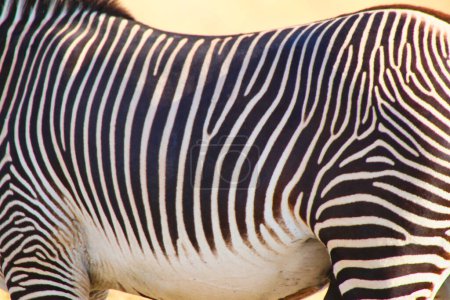 Close up image of the spaced stripe patterns of a magnificent rare and endangered Grevy's Zebra at the Buffalo Springs Reserve in Samburu County, Kenya