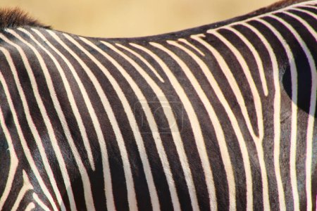 Foto de Imagen de cerca de los patrones de rayas espaciadas de una magnífica cebra rara y en peligro de extinción de Grevy en la Reserva Buffalo Springs en el condado de Samburu, Kenia - Imagen libre de derechos