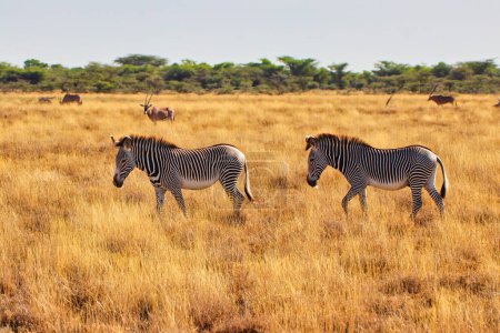 Foto de Dos cebras de Grevy en peligro de extinción en la búsqueda de hierba fresca en las llanuras de sabana seca con una Beisa Oryx para la compañía en la vasta reserva de Buffalo Springs en el condado de Samburu, Kenia - Imagen libre de derechos
