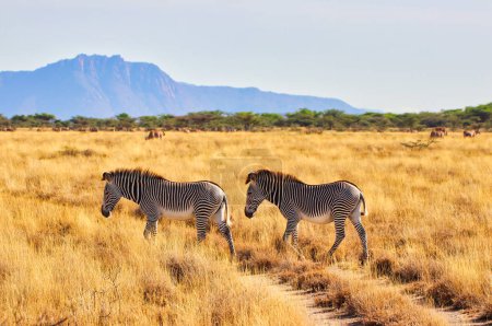 Espectacular escena de sabana africana de un par de cebras de Grevy en peligro de extinción que se mueven a través de llanuras de hierba seca con colinas onduladas en la lejana distancia en la Reserva Buffalo Springs en el condado de Samburu, Kenia