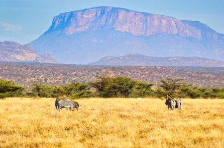 A Herd of endangered Grevy's Zebras graze in the afternoon sun in the vast grass plains with Mount Ololokwe looming in the distance at the Buffalo Springs Reserve in Samburu County, Kenya