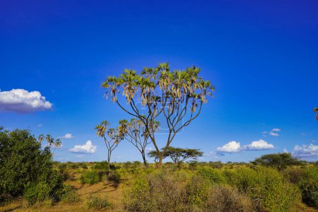 Doum-Palmen im Hintergrund eines strahlend blauen Himmels zieren die Savannenlandschaft des riesigen Samburu Reservats im Buffalo Springs Reserve im Samburu County, Kenia