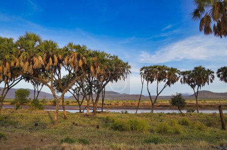 Doum palms bordent les rives de la rivière Ewaso Ngiro, la ligne de vie de la vaste réserve de Samburu à la réserve de Buffalo Springs dans le comté de Samburu, au Kenya