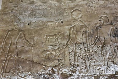 Téléchargez les photos : Pharoah Seti I fait des offrandes de vaches au Dieu Horus dans ce relief de mur dans le Temple de Seti construit au 13ème siècle avant JC par le Pharoah Seti I près d'Abydos, Egypte - en image libre de droit