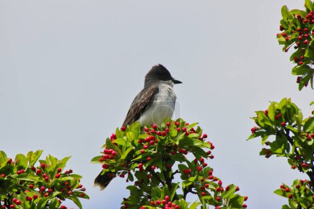 Eastern Kingbird perched on the branch of a crab apple tree with purple buds in spring time, mid-may at the Dominion Arboretum Gardens in Ottawa,Ontario,Canada