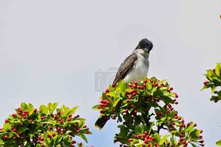Photo for Eastern Kingbird perched on the branch of a crab apple tree with purple buds in spring time, mid-may at the Dominion Arboretum Gardens in Ottawa,Ontario,Canada - Royalty Free Image