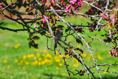 Östliche Phoebe thront auf dem Zweig eines Krabbenapfelbaums mit rosa Blüten im Frühling, Mitte Mai in den Dominion Arboretum Gardens in Ottawa, Ontario, Kanada