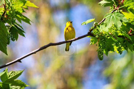 Photo for Yellow Warbler perched on the branch of a tree singing songs in spring time , mid-may at the Dominion Arboretum Gardens in Ottawa,Ontario,Canada - Royalty Free Image