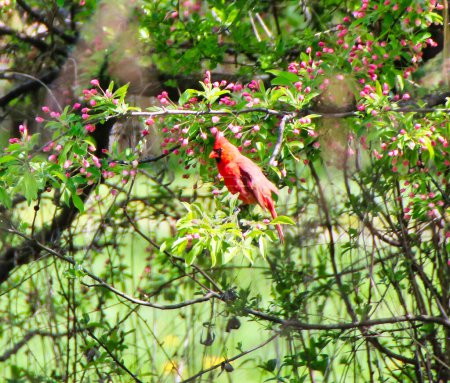A resplendent red male Northern Cardinal on the branch of a crab apple tree with pink buds on a bright sunny day in spring time, mid-may at the Dominion Arboretum Gardens in Ottawa,Ontario,Canada