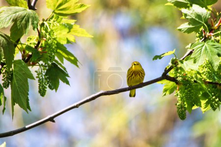 Yellow Warbler perched on the branch of a tree singing songs in spring time , mid-may at the Dominion Arboretum Gardens in Ottawa,Ontario,Canada