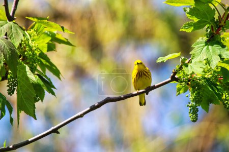 Warbler amarillo encaramado en la rama de un árbol cantando canciones en primavera, a mediados de mayo en el Dominion Arboretum Gardens en Ottawa, Ontario, Canadá