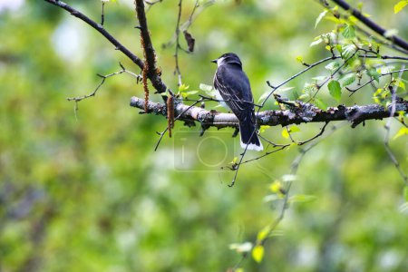 Kingbird oriental encaramado en la rama de un abedul en primavera, a mediados de mayo en el Dominion Arboretum Gardens en Ottawa, Ontario, Canadá