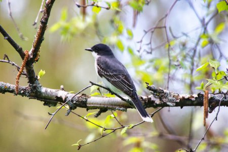 Eastern Kingbird perched on the branch of a birch tree in spring time, mid-may at the Dominion Arboretum Gardens in Ottawa,Ontario,Canada