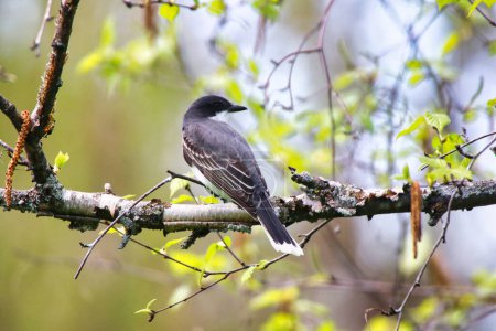 Kingbird de l'Est perché sur la branche d'un bouleau au printemps, mi-mai aux Jardins de l'Arboretum du Dominion à Ottawa, Ontario, Canada