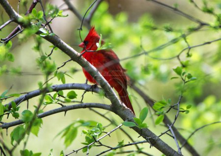 Beautiful red Male Cardinal perched on the branch of a tree with green leaves in spring time,mid-may at the Dominion Arboretum Gardens in Ottawa,Ontario,Canada