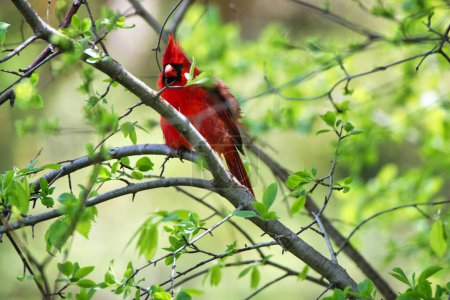 Beautiful red Male Cardinal perched on the branch of a tree with green leaves in spring time,mid-may at the Dominion Arboretum Gardens in Ottawa,Ontario,Canada