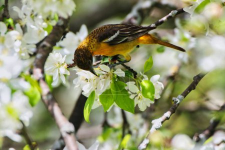 Beautiful image of a Female Baltimore Oriole feeding on the nectar of a white crab apple blossom flower in spring time,mid-may at the Dominion Arboretum Gardens in Ottawa,Ontario,Canada