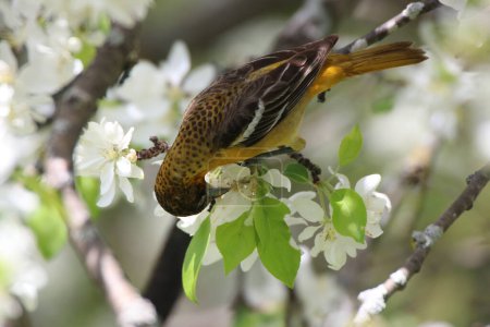 Beautiful dotted patterns on a Female Baltimore Oriole feeding on the nectar of a white crab apple blossom flower in spring time,mid-may at the Dominion Arboretum Gardens in Ottawa,Ontario,Canada
