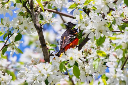 Herrliche satte und dunkelorangefarbene Farben eines männlichen Baltimore Pirol, eingerahmt von schönen weißen Krabbenapfelblüten im Frühling, Mitte Mai in den Dominion Arboretum Gardens in Ottawa, Ontario, Kanada