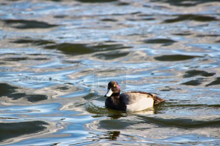 Grand Fuligule observé en fin d'après-midi avec ensoleillement dans les eaux placides au printemps, mi-mai au lac Dows, Ottawa, Ontario, Canada