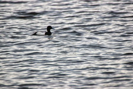 Silhouette of a Greater Scaup observed during the late afternoon with sunshine in the placid waters in spring time,mid-may of the Dows Lake, Ottawa,Ontario,Canada