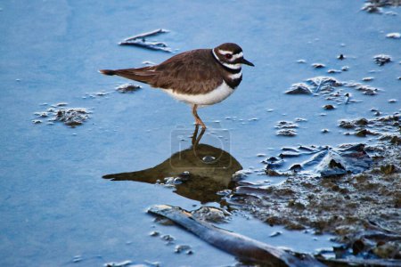 Killdeer close up in the marshy areas near the Dows lake pavilion during the late afternoon in spring time,mid-may at Dows Lake, Ottawa,Ontario,Canada