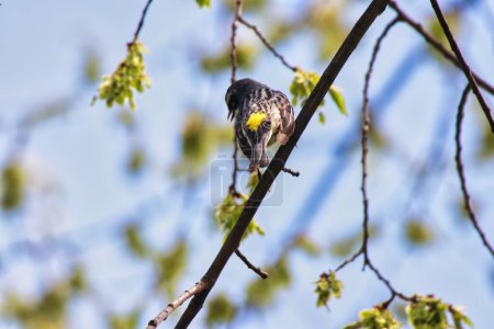Yellow rumped Warbler or Myrtle Warbler with its characteristic yellow rump patch visible, perched on a tree branch in spring time , mid-may at the Dominion Arboretum Gardens in Ottawa,Ontario,Canada