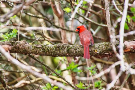 Beautiful red Male Cardinal perched on the branch of a tree with in spring time,mid-may at the Dominion Arboretum Gardens in Ottawa,Ontario,Canada