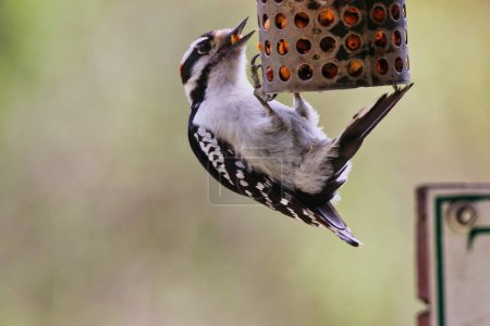 Downy Woodpecker is busy gathering seeds from a bird feeder in spring time,mid-may at the Fletcher Wildlife Garden within the Dominion Arboretum Gardens,Ottawa,Ontario,Canada