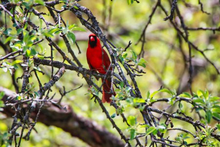 Charmant cardinal mâle rouge perché sur la branche d'un arbre aux feuilles vertes au printemps, mi-mai, aux Jardins de l'Arboretum du Dominion à Ottawa, Ontario, Canada