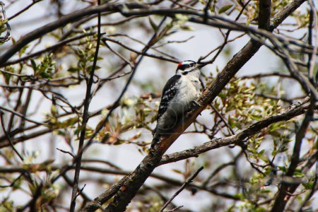 Downy Woodpecker perched in the shade on the branch of a tree in spring time,mid-may at the Fletcher Wildlife Garden within the Dominion Arboretum Gardens,Ottawa,Ontario,Canada