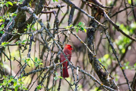 A Striking Red Male Cardinal perched on the branch of a tree with green leaves in spring time,mid-may at the Dominion Arboretum Gardens in Ottawa,Ontario,Canada