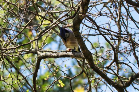 Blue Jay posado en una rama rompe una cáscara de maní para alimentarse de las nueces en el interior en primavera, a mediados de mayo en el Fletcher Wildlife Garden dentro del Dominion Arboretum Gardens, Ottawa, Ontario, Canadá