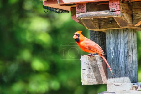 Männlicher Kardinal leuchtet in der strahlenden Nachmittagssonne mit seinen leuchtend roten Farben in der Nähe einer Vogeltränke im Fletcher Wildlife Garden innerhalb der Dominion Arboretum Gardens, Ottawa, Ontario, Kanada
