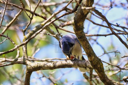 Blue Jay auf einem Ast bricht mit seinem Schnabel eine Erdnussschale auf, um sich von den Nüssen darin zu ernähren, Mitte Mai im Fletcher Wildlife Garden innerhalb der Dominion Arboretum Gardens, Ottawa, Ontario, Kanada