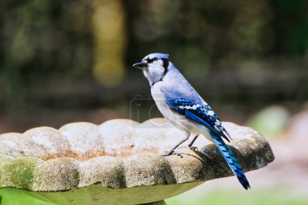 Blue Jay is brightly lit up in the afternoon sun while perched on a bird bath in spring time,mid-may at the Fletcher Wildlife Garden within the Dominion Arboretum Gardens,Ottawa,Ontario,Canada