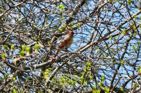 Beautiful view of a Female Northern Cardinal well camouflaged in tree branches in spring time,mid-may at the Fletcher Wildlife Garden within the Dominion Arboretum Gardens,Ottawa,Ontario,Canada