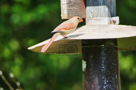 Pretty Female Northern Cardinal sucht ihre Mahlzeit im Frühling, Mitte Mai im Fletcher Wildlife Garden innerhalb der Dominion Arboretum Gardens, Ottawa, Ontario, Kanada